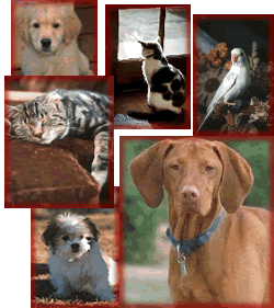 pet sitter oklahoma, pet sitter oklahoma city